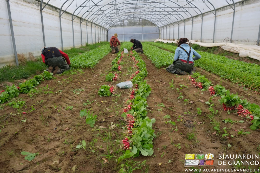 photo de 4 Biaux Jardiniers à genoux en pantalon étanche bottelant en tunnel les radis sous ciel gris