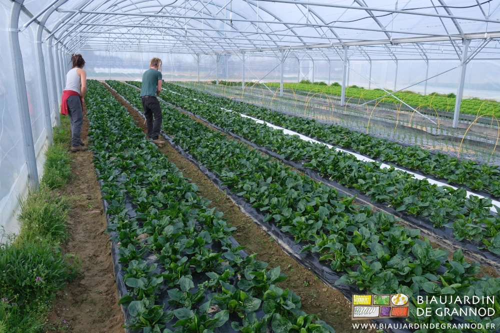 photo de Morgane et Valentin binant chacun son allée entre planches d'épinards sous bi-tunnel