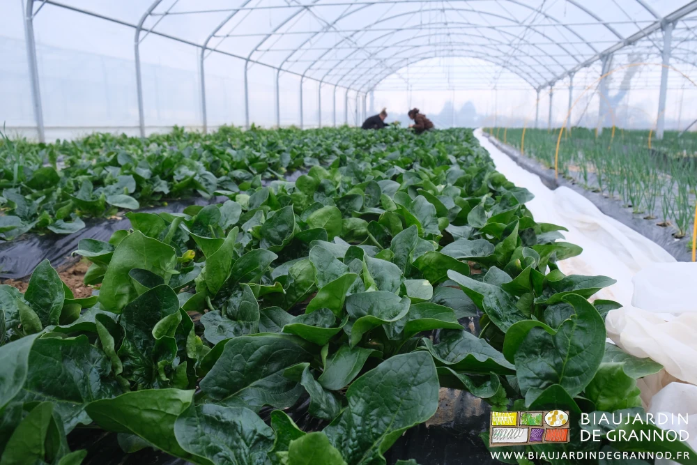 photo de récolte manuelle accroupis dans les épinards sous tunnel