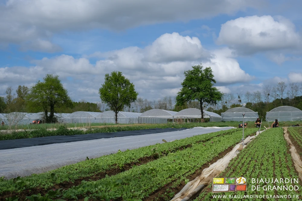 photo de bottelage de radis plein champ sous ciel incertain à côté de planches en cours de végétation