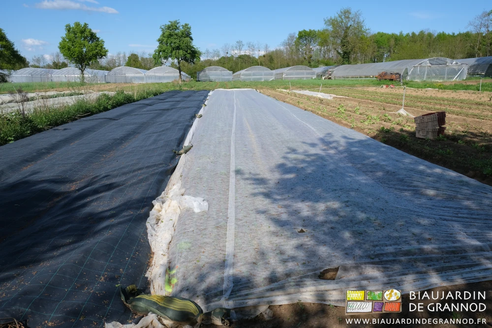 photo de 3 planches de radis sous voile à côté de 3 planches en cours d'occultation avant semis de radis