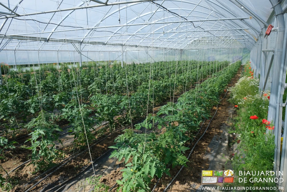 photo de tomates ramée et taillées hautes de60 cm sur sol biné