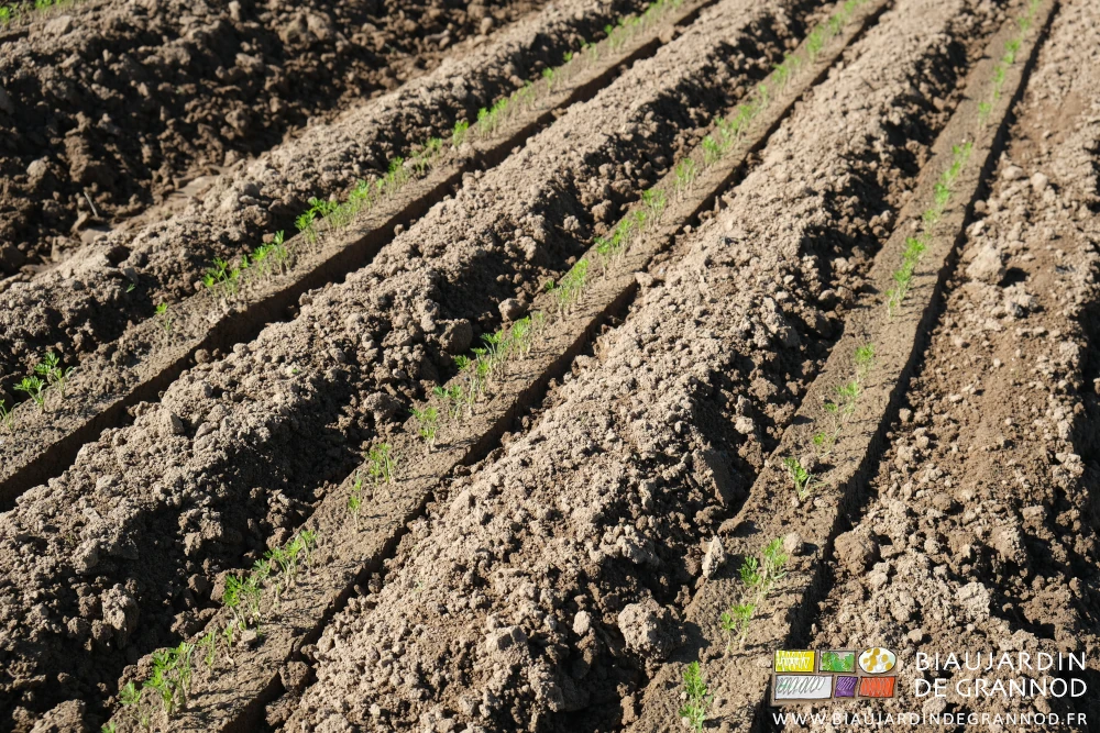 photo proche de planche de carotte levée avec l'entre rangs travaillé finement à la duo