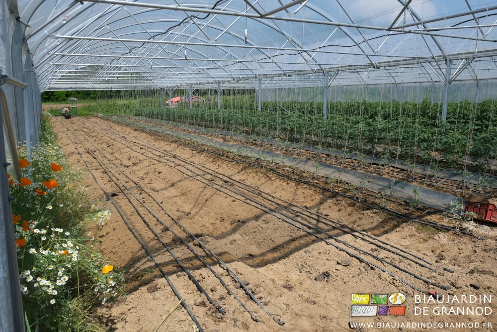 photo d'installation de goutte à goutte en cours avant plantation de tomate à coté de planches en début de fructification