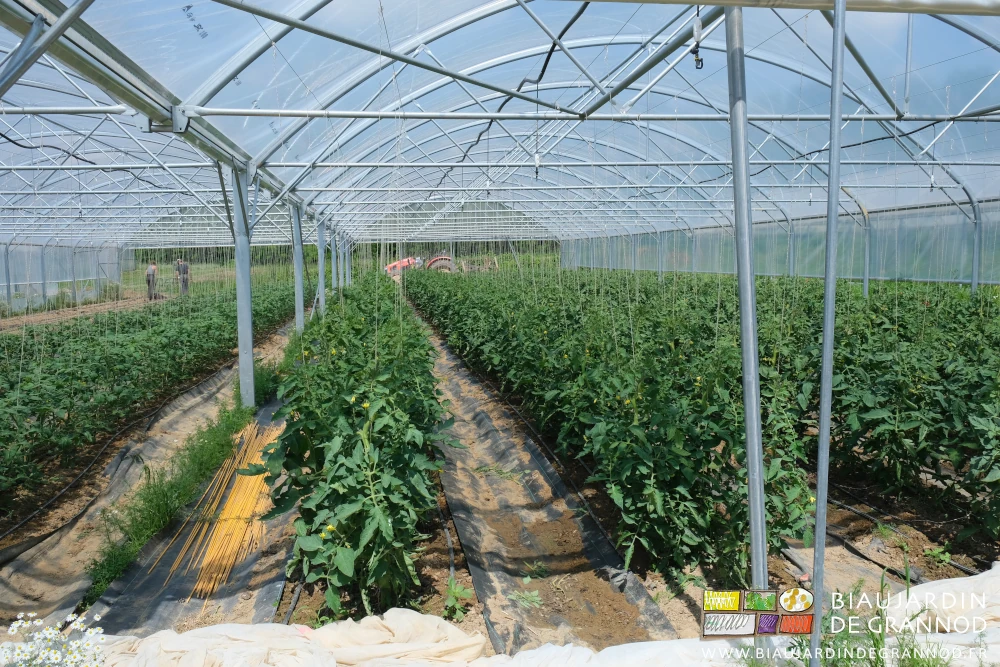 photo de planches de tomates ramées et taillées en floraison et nouaison