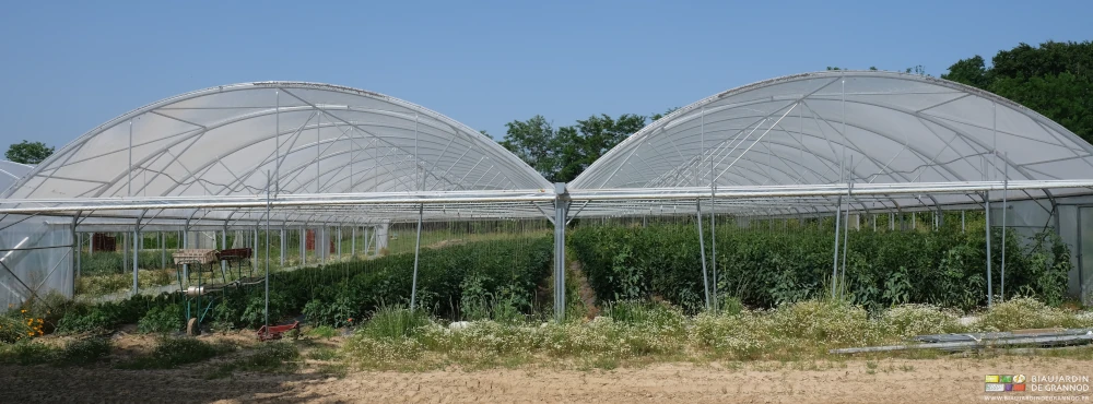 photo d'un bi-tunnel garni de 16 planches de tomates à plusieurs stades de développement