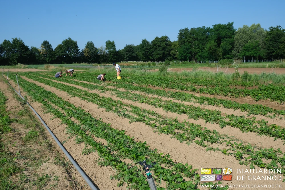 photo de 4 Biaux jardiniers mobilisés au désherbage manuel de rattrapage d'un carré de panais