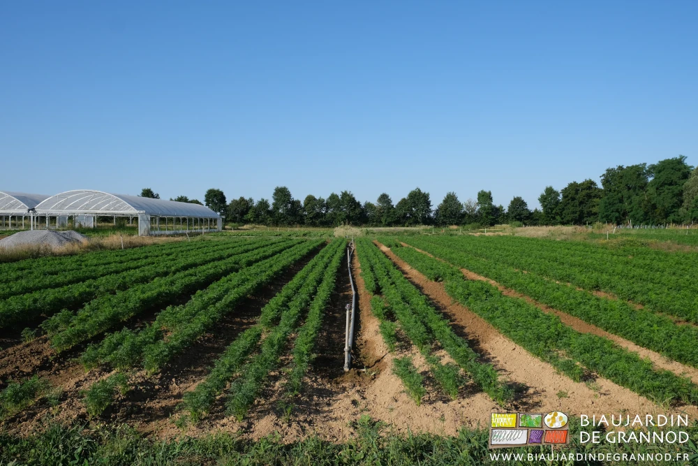photo en perspective de 2 carrés de carotte sur fond de haie bocagère diversifiée