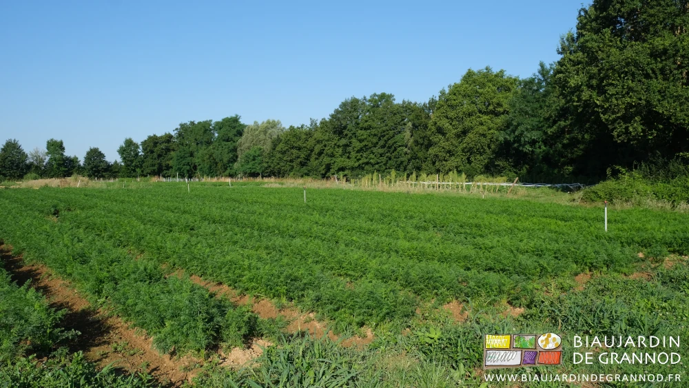photo de carré de carotte à proximité d'arbres agés haut de plus de 8 mètres