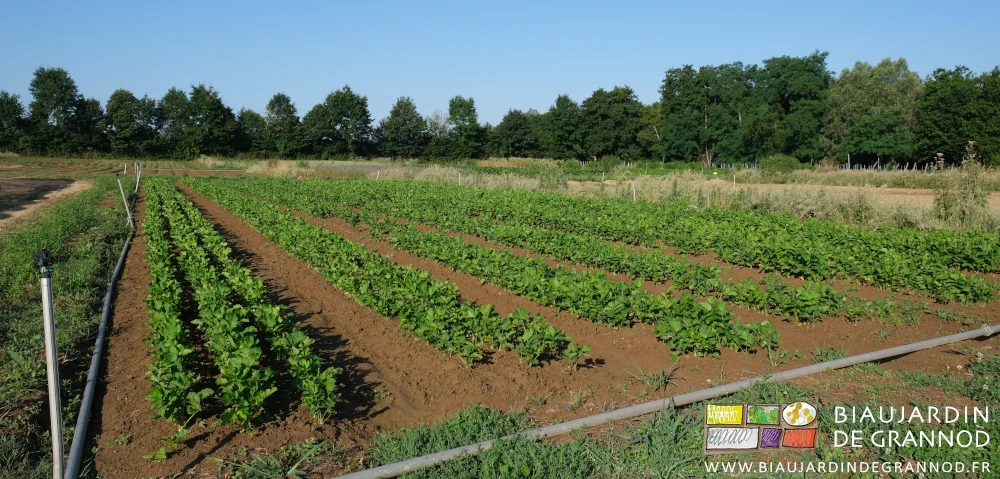 photo d'un carré de panais sans adventices après un bon arrosage du ciel