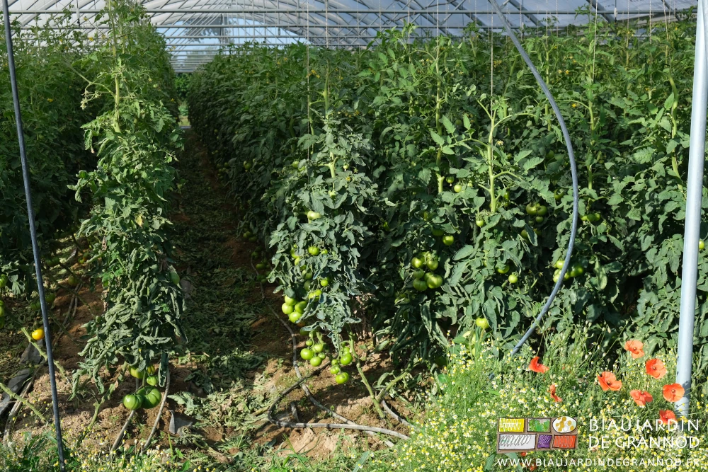 photo des tomates en cours de végétation, la chutes de taille dans l'allée
