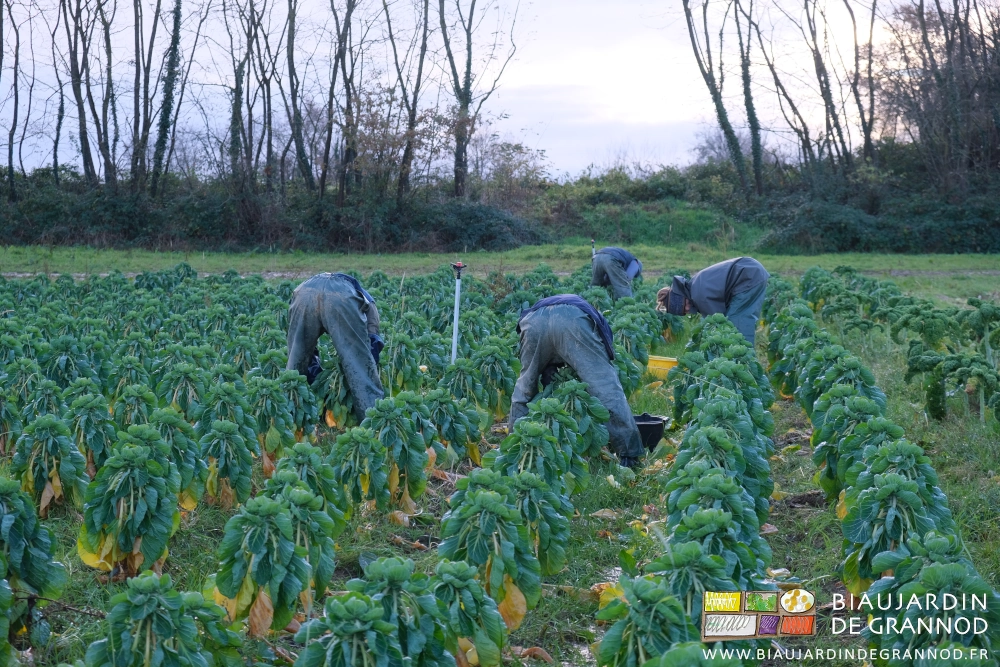 photo des postérieurs de 4 Biaux Jardiniers en pantalon imperméables récoltant les Bruxelles