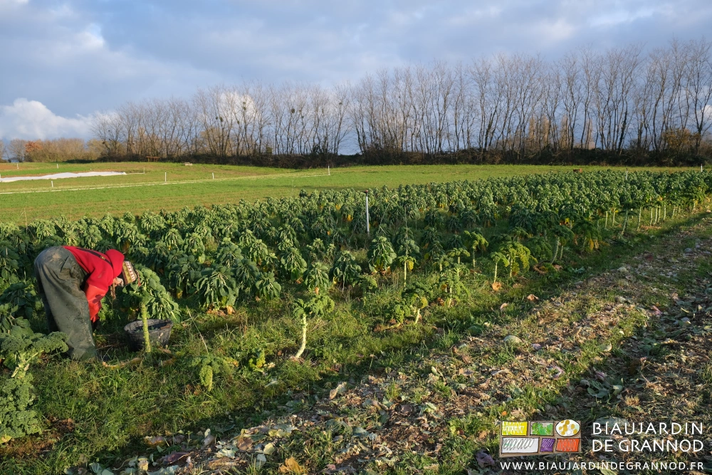 photo de Françoise courbée à l'équerre récoltant les choux de Bruxelles