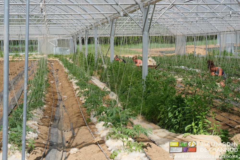 photo d'ensemble d'un bi-tunnel en culture de tomate