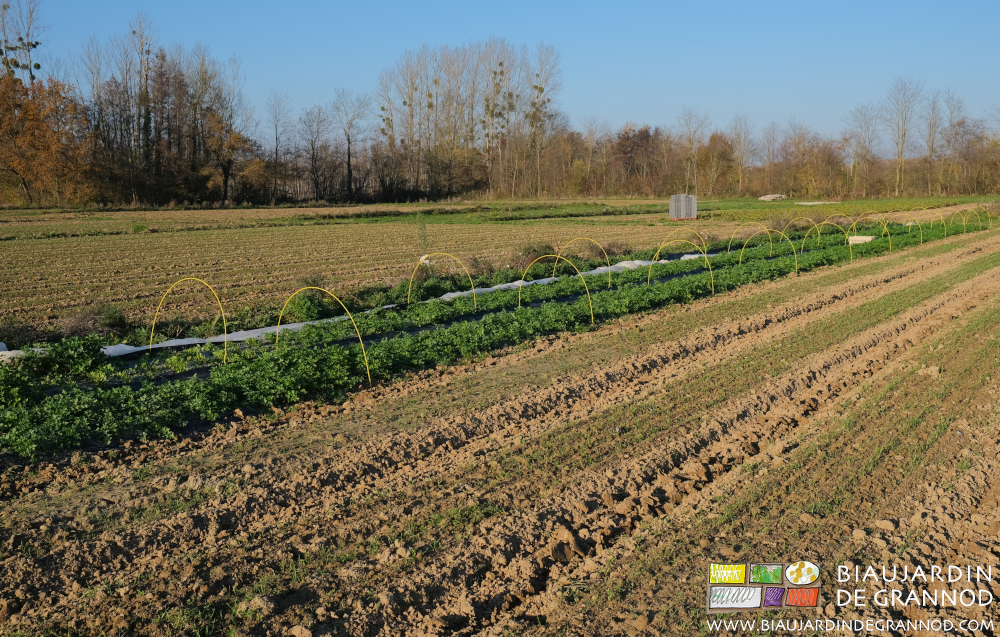 photo ensoleillée de persil en sortie d'hiver