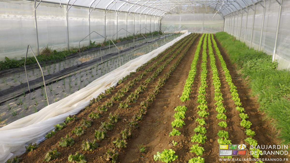 photo de planches de salade sans paillage sous tunnel