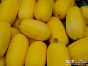 photo de courge spaghetti bien jaune et mûre pour la conservation
