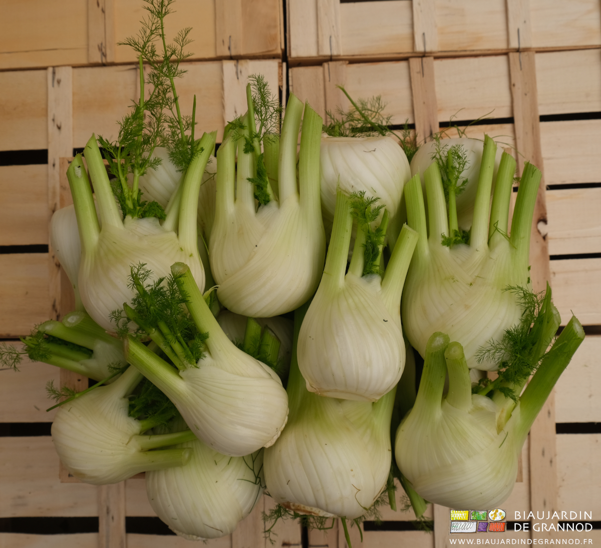 photo de fenouil préparé pour la vente en cagette bois