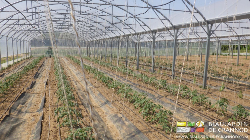 Photo de tomate sur sol nu en goutte à goutte, ficelle biodégradable, allée avec toile tissée