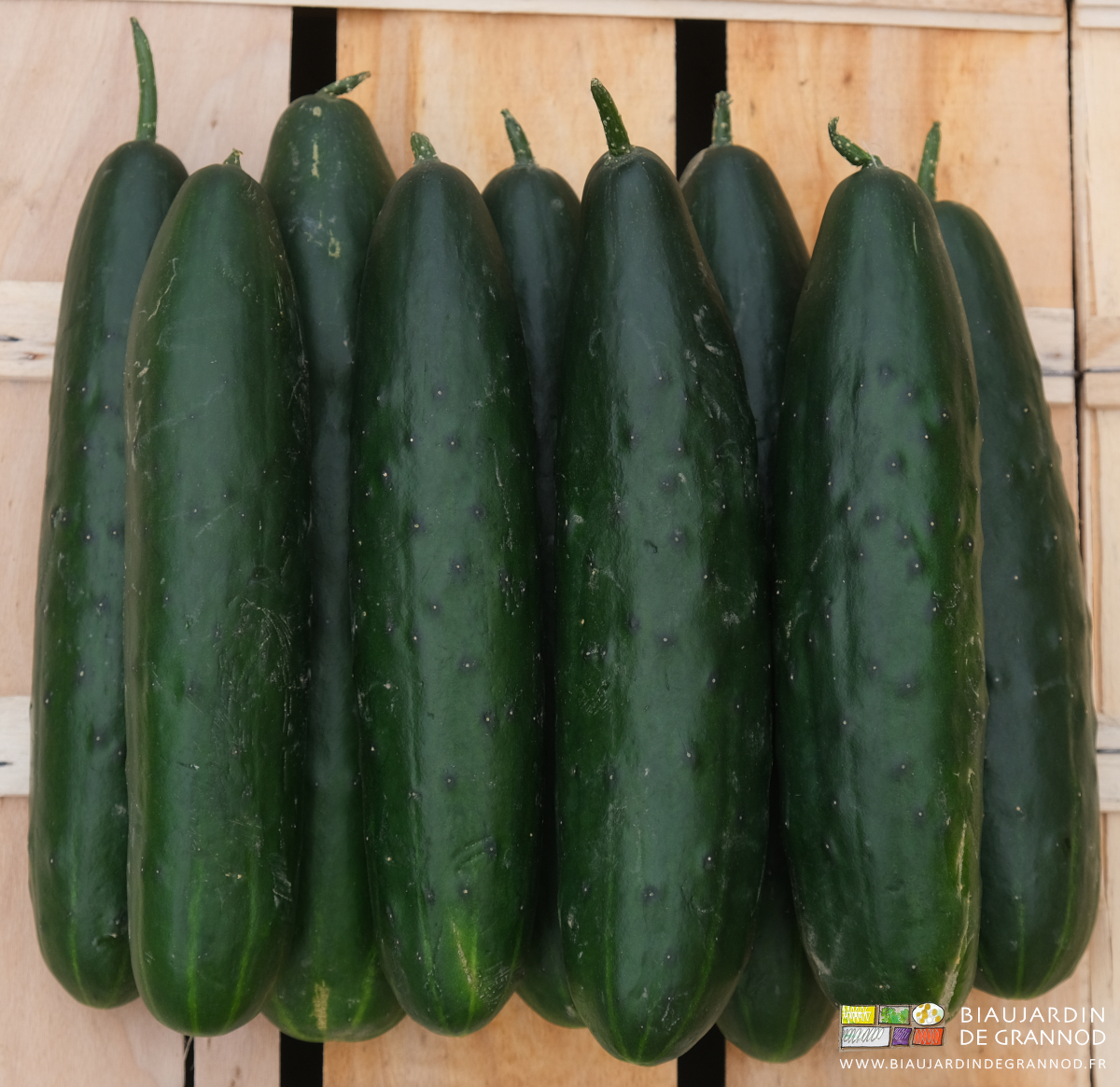photo de concombres courts alignés sur une caisse bois