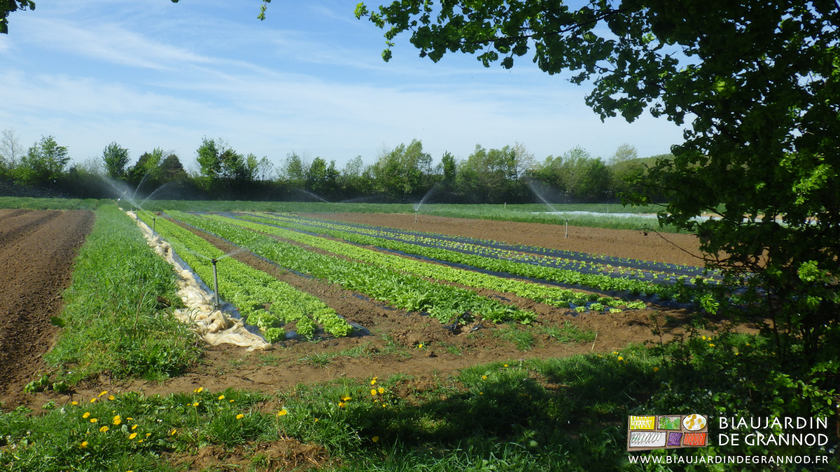photo du carré de salade en cours d'arrosage à côté d'un des chênes du jardin
