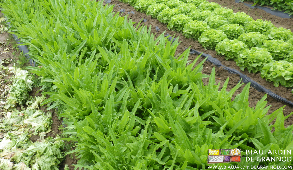 phoot de planche de cressonnette au stade récolte