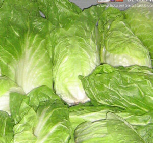 photo de chicorée Pain de Sucre étiolée