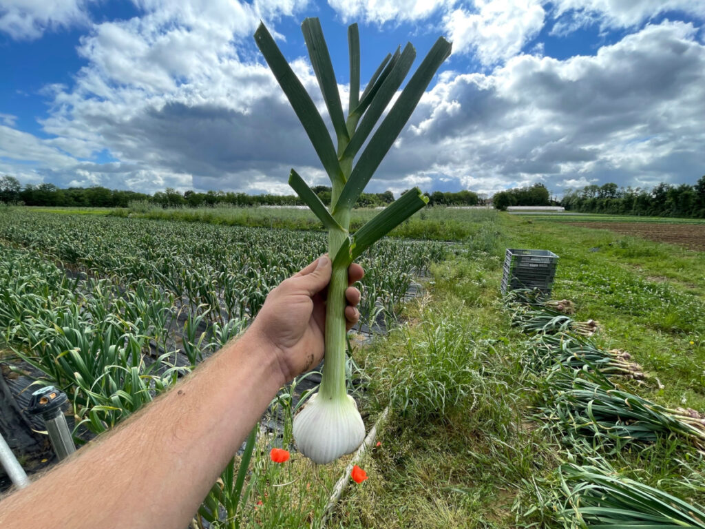 photo d'un ail en vert tenu en main lors de sa récolte par temps ensoleillé