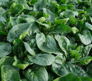 photo d'épinard au stade récolte