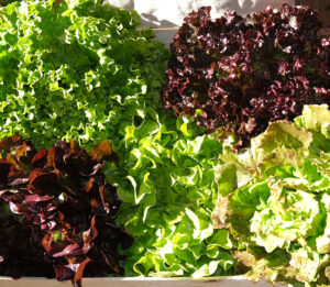 assortiment le laitues et batavias vertes ou rouges en caisse bois