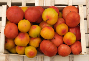 photo de cagette de tomate ancienne en mélange de variétés