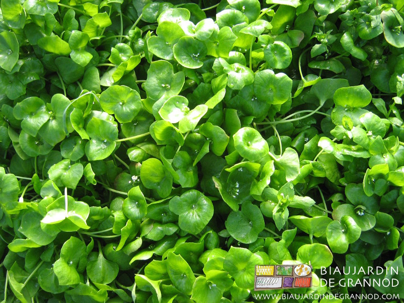 photo ensoleillée de claytone de Cuba et ses petites fleurs blanches