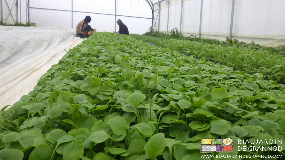 photo de récolte hivernale de claytone sous tunnel, les Biaux Jardiniers tête et mains bien couvertes