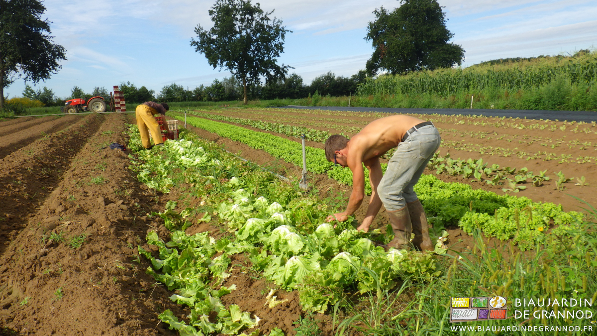 photo de matthieu et Vivien à la récolte de salade sur planche binée