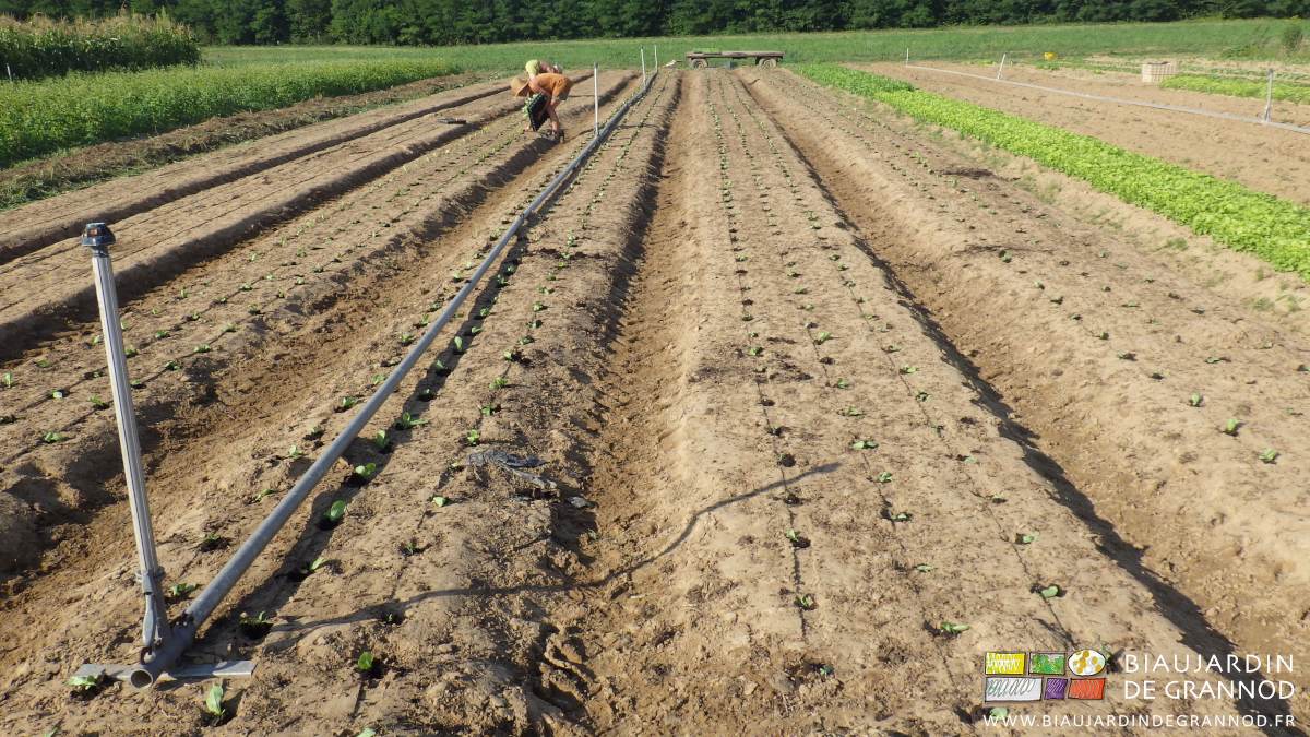 photo de plantation manuelle de salade sur planche précédemment occultée