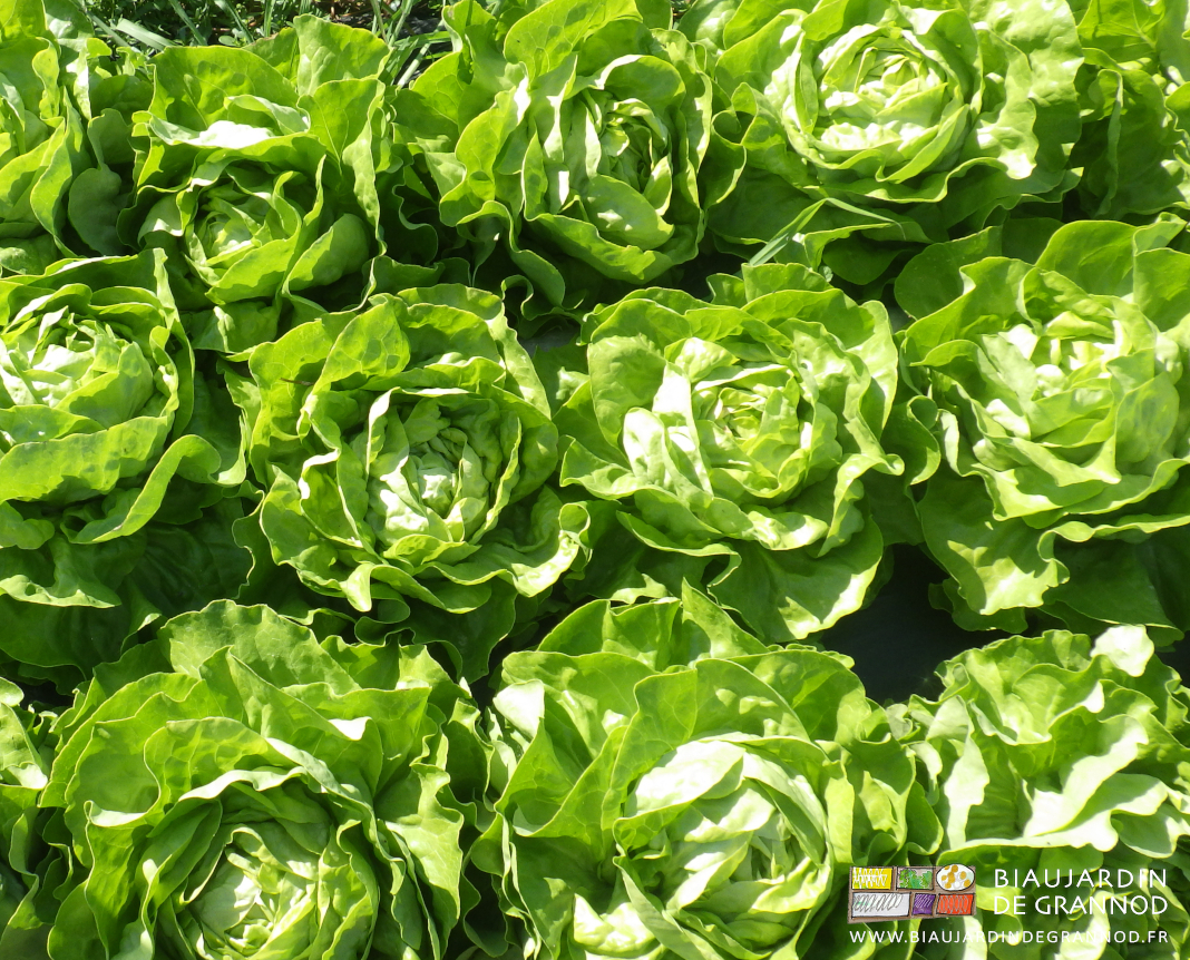 photo au jardin de laitue pommée verte au stade récolte