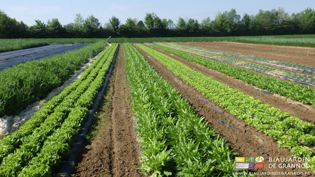 photo ensoleillée d'un carré de salade