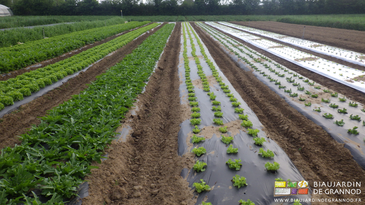 photo de planches de salade à divers stades de développement