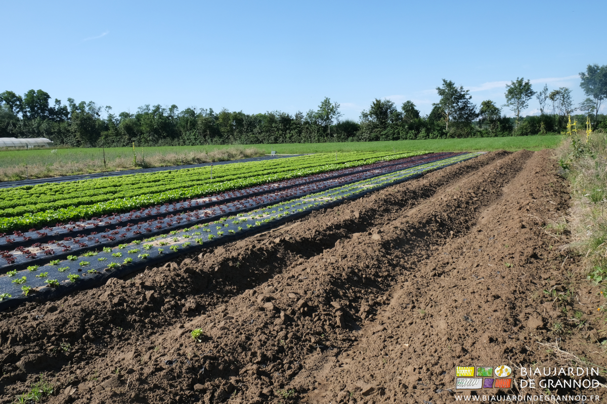 photo de l'échelonnement de laitue dans le carré de salade