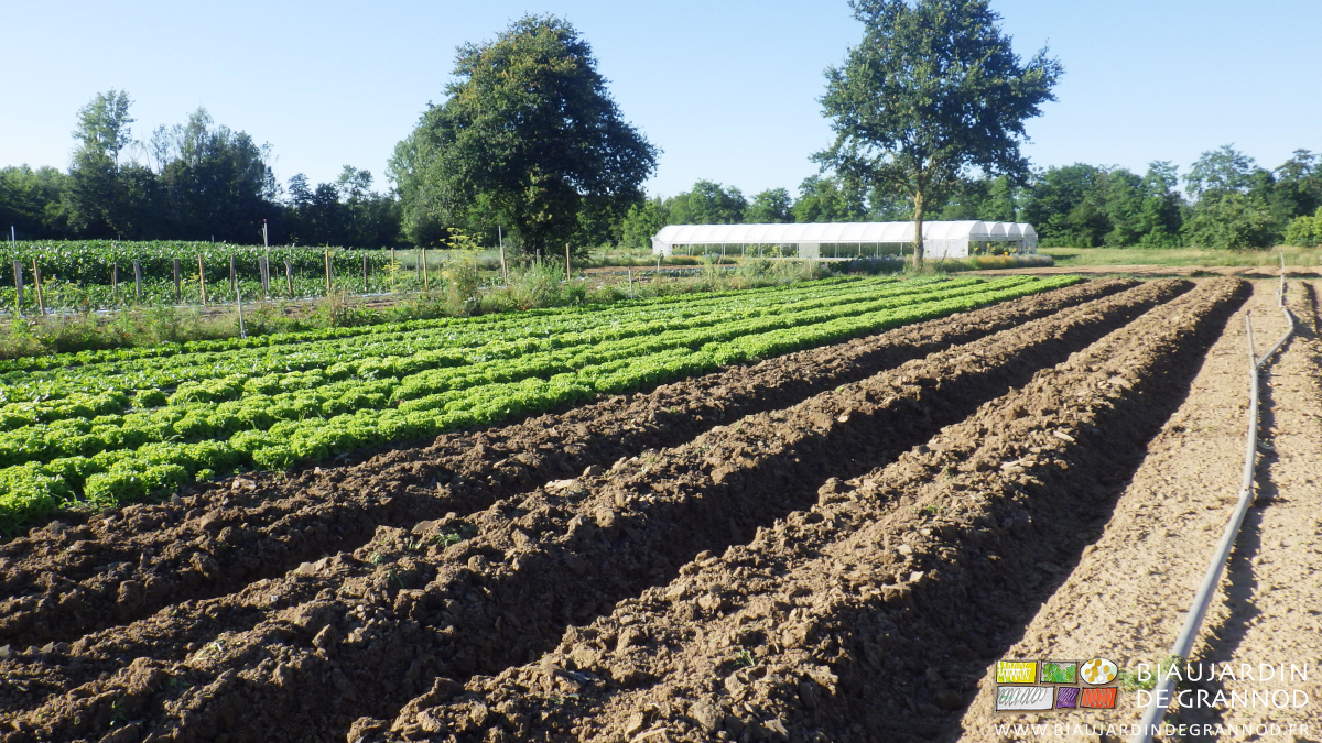 photo des planches de salade à côté de planches buttées
