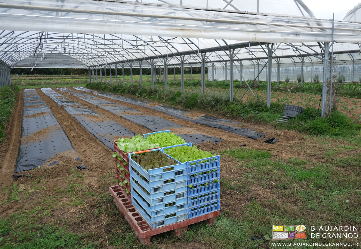 photo de la palette de caisses de mottes en attente de plantation devant la quadritunnel
