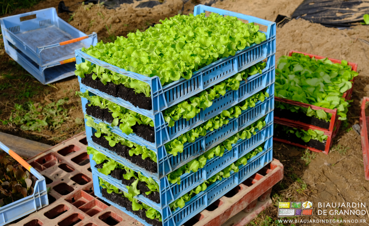 photo des caisses de mottes de salade au stade plantation