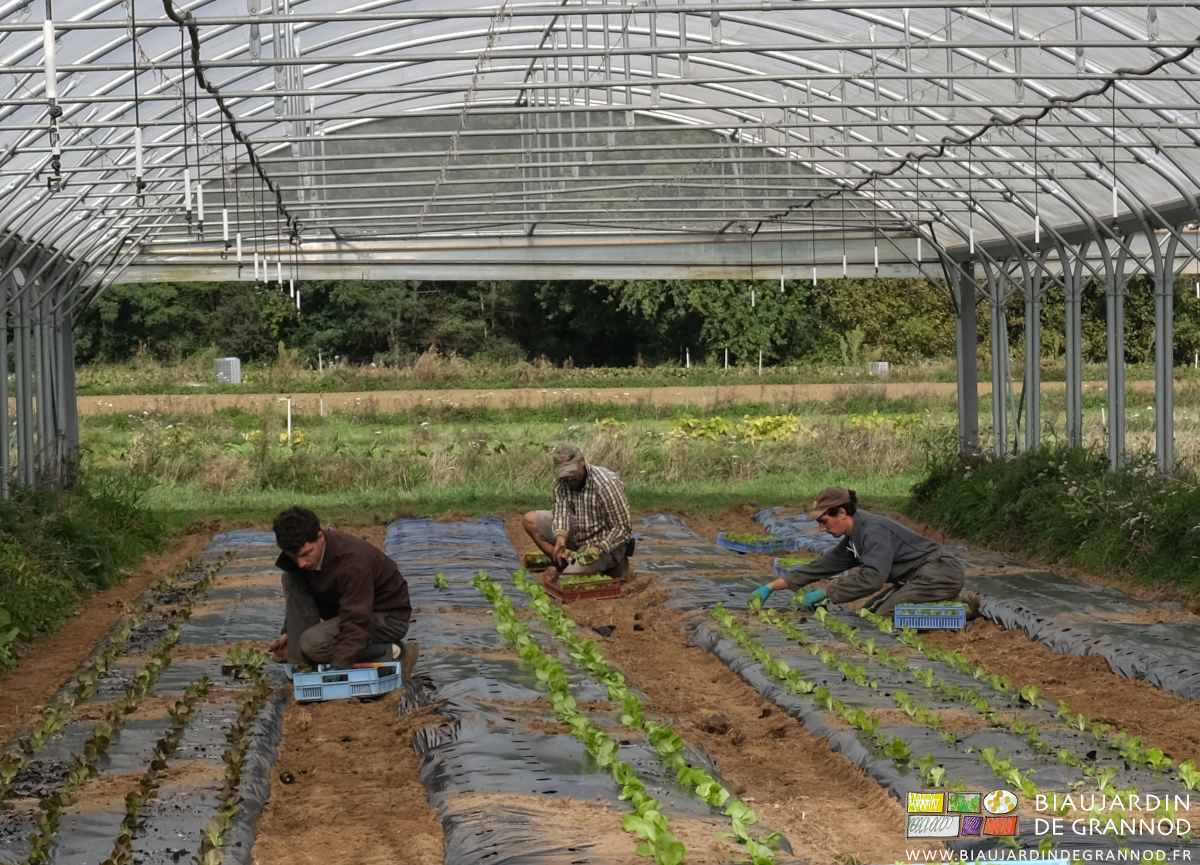 photo de l'équipe accroupie au repiquage des maottes de salade sous tunnel sur planche filmée