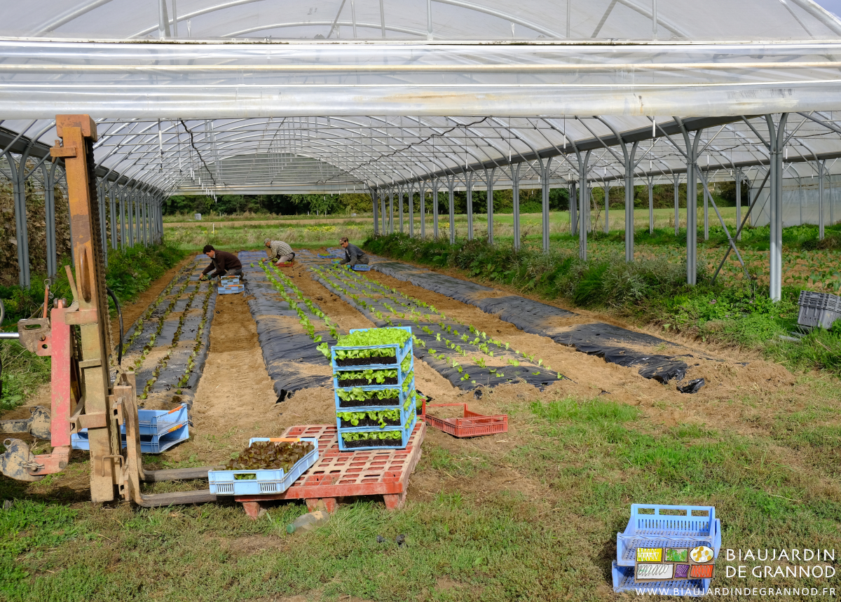 photo du mât lève-palette ayant posé la palette de caisses de mottes devant le tunnel avant plantation