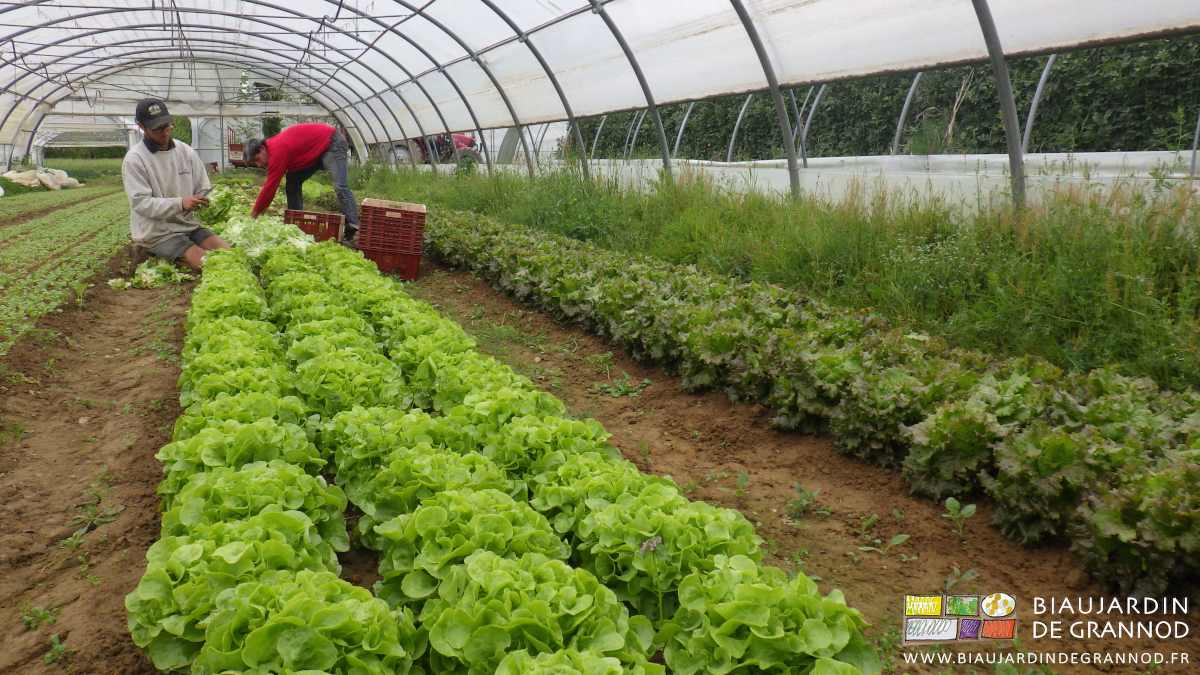 photo de récolte de salade sous tunnel