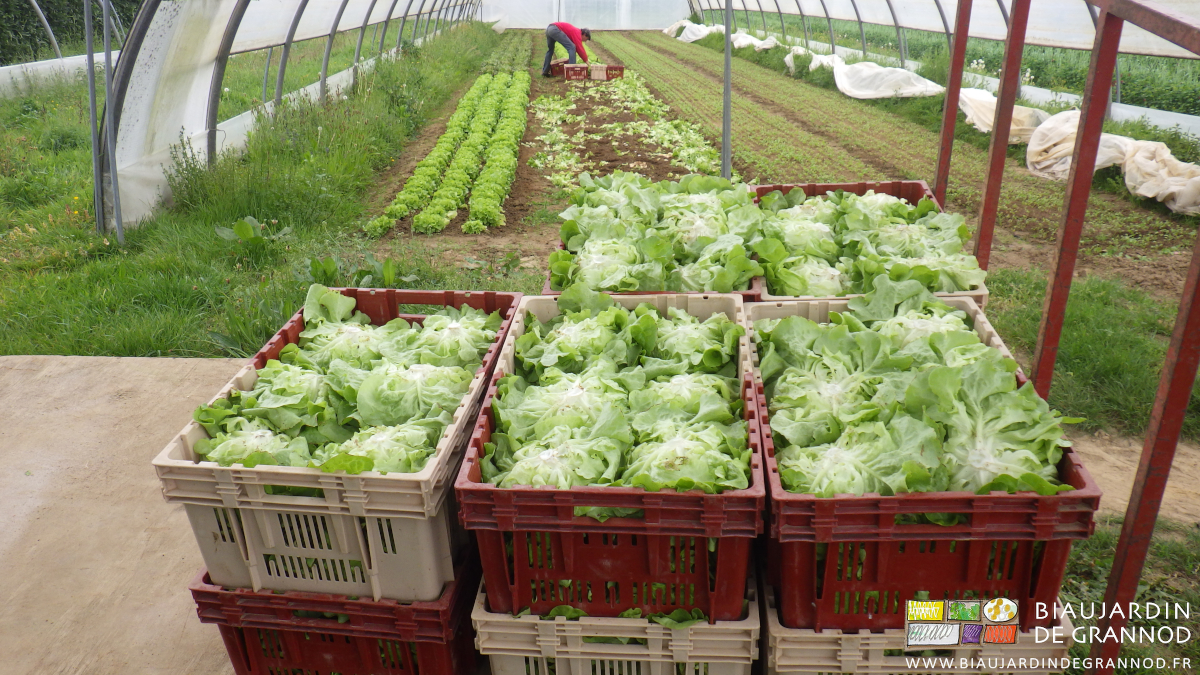 photo des piles de cagettes sur la remorque à salade en cours de récolte avant mise en frais