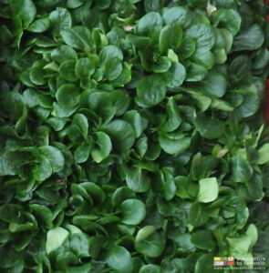 phot de mâche soigneusement rangée en cagette