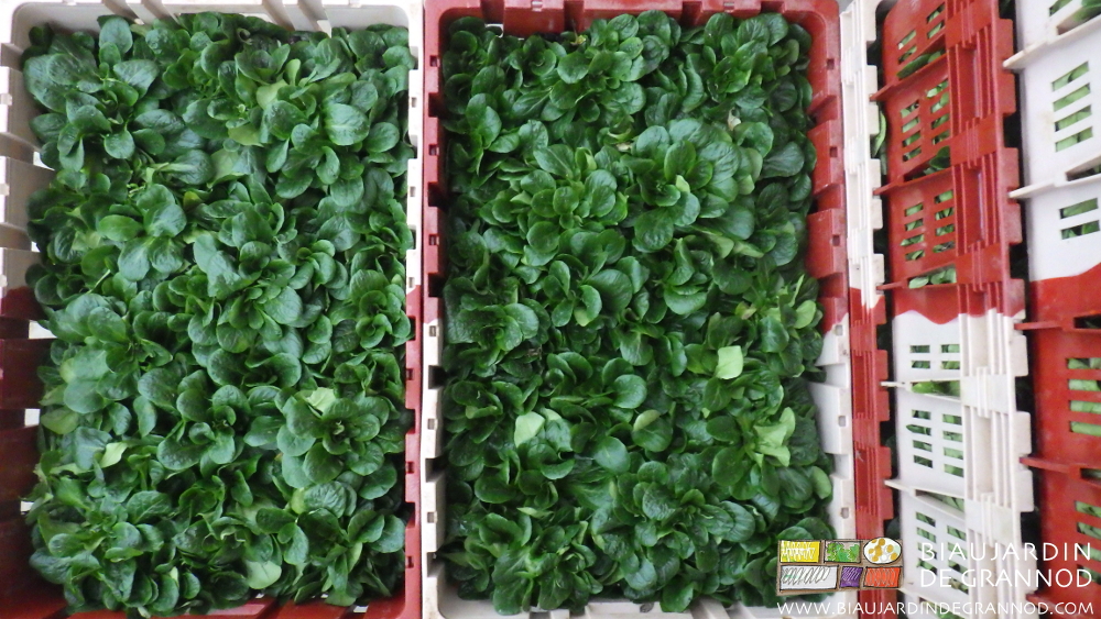 photo de mâche à petite feuille récoltée en cagette