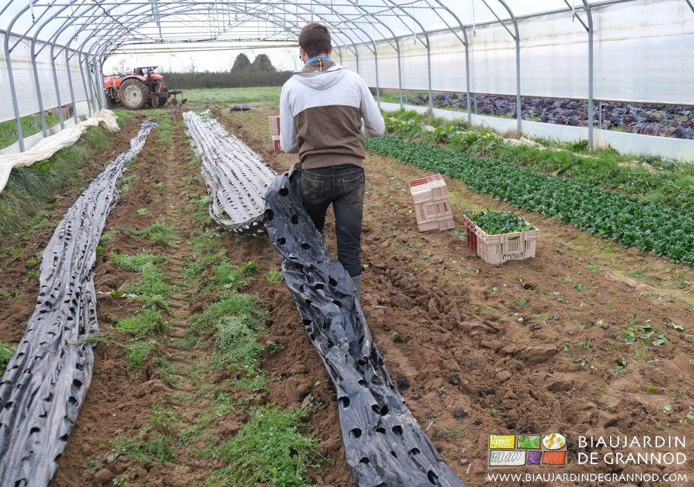 photo de matthieu secouant manuellement le film paillage sorti de terre