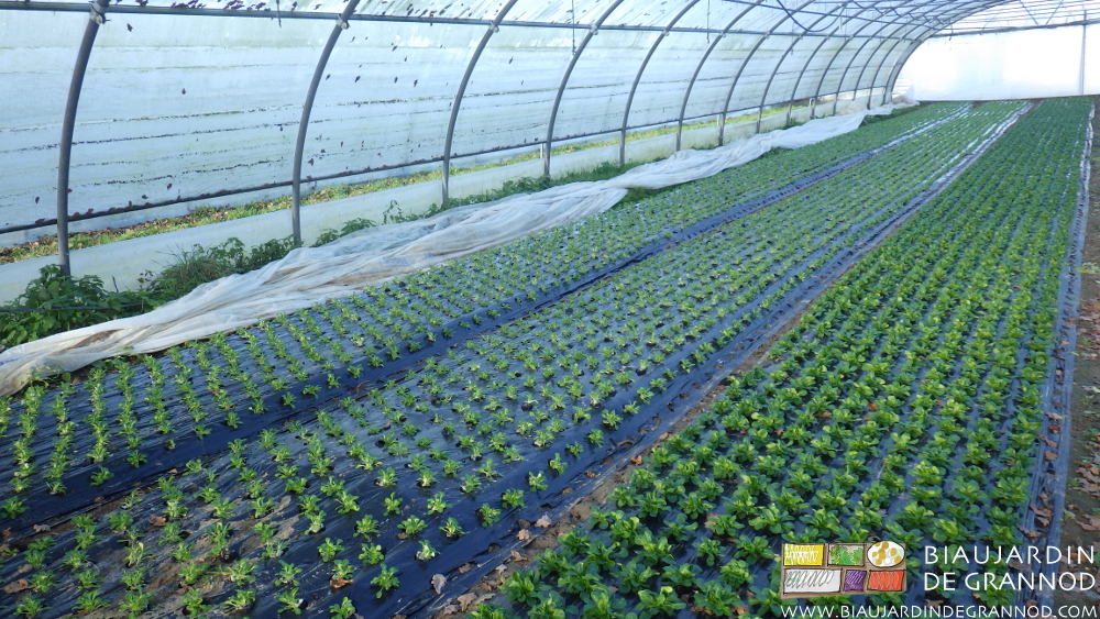 photo d'un arrosage par aspersion du tunnel de mâche